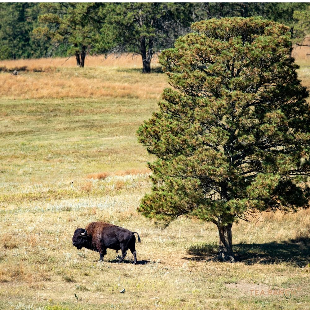 American bison standing near a ponderosa pine tree in Custer State Park in the Black Hills of South Dakota. American bison standing near a ponderosa pine tree in Custer State Park in the Black Hills of South Dakota.