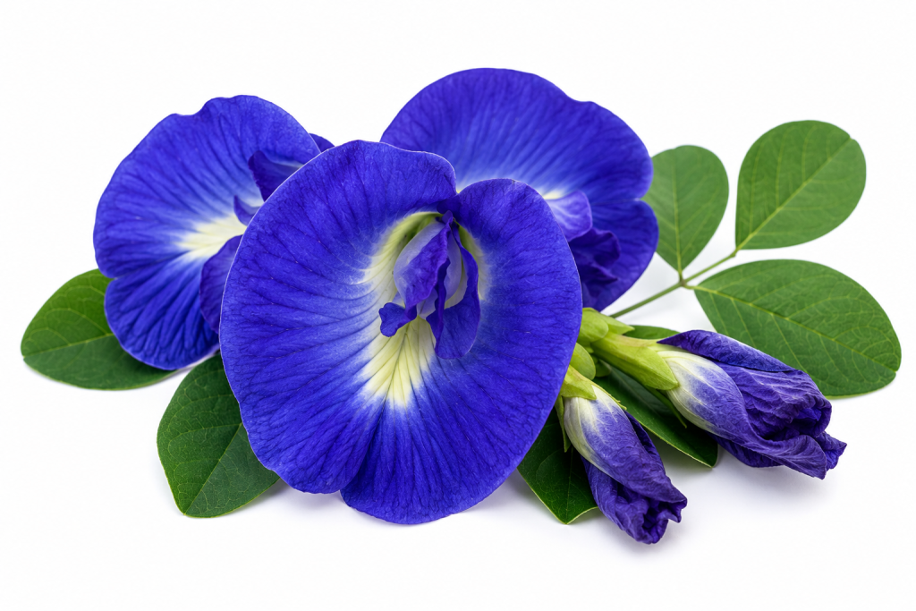 Butterfly Pea Flowers (Clitoria ternatea) Fresh butterfly pea flowers (Clitoria ternatea), the vibrant blue blossoms used to make naturally blue herbal tea.