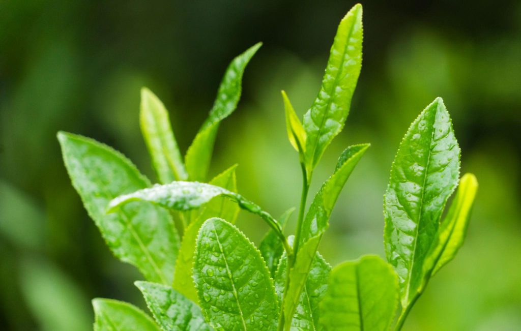 Everything Begins with Fresh Tea Leaves Every traditional tea starts here. Once harvested, the leaves are carefully processed using techniques such as withering, heating, rolling, oxidation, and drying. By changing these steps, tea makers transform the same fresh leaf into the delicate character of white tea, the vibrant freshness of green tea, the complexity of oolong, or the bold richness of black tea. Fresh green tea leaves growing on a Camellia sinensis tea plant.