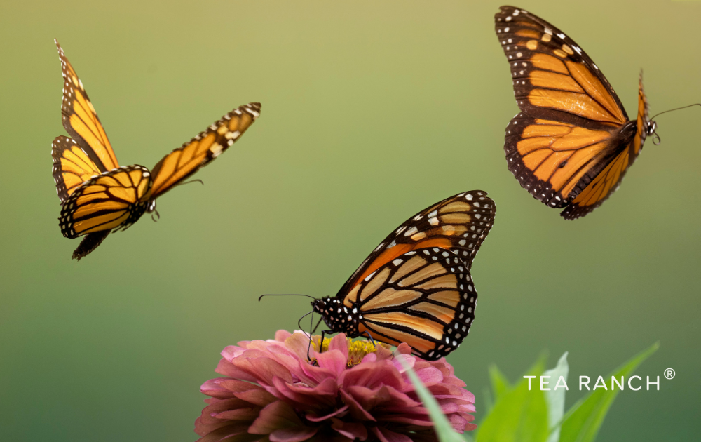 Several monarch butterflies feeding on nectar from blooming flowers, demonstrating how butterflies help pollinate wildflowers and support biodiversity.