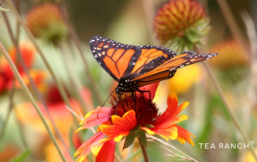 Monarch butterfly collecting nectar from a colorful native blanket flower, highlighting the importance of native plants for butterfly survival.