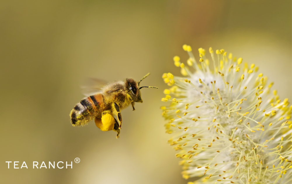 Bee Collecting Pollen on a Flower Honey bee collecting pollen from a blooming flower, demonstrating the essential role bees play in pollination, healthy gardens, and food production.