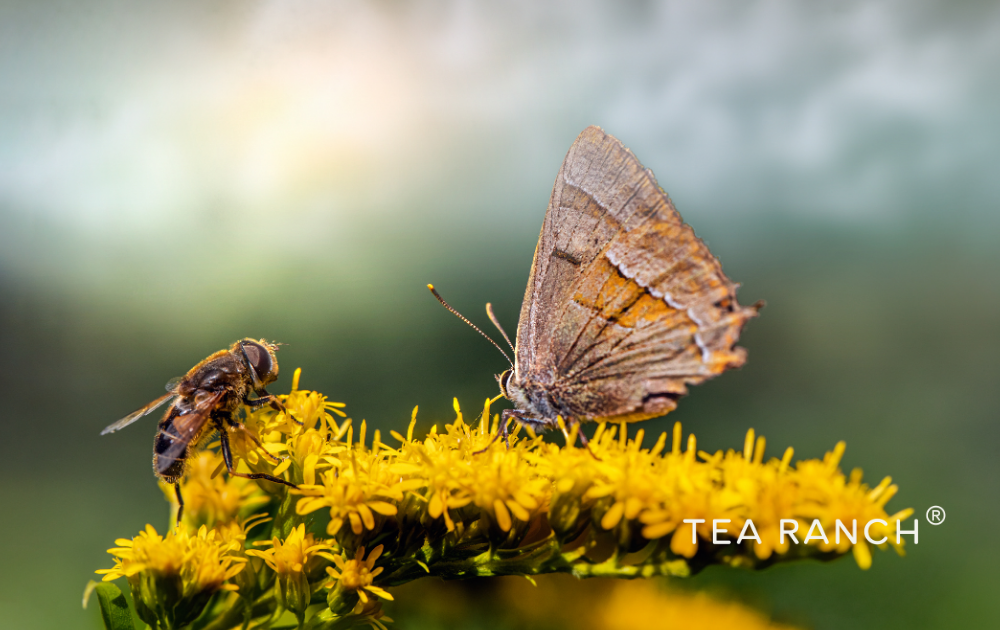 Why Bees, Butterflies, and Pollinators Matter to Every Garden