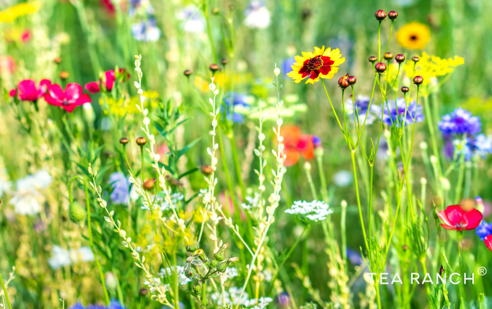 Pollinator-Friendly Wildflower Meadow Colorful wildflower meadow filled with native blooms that provide nectar and habitat for bees, butterflies, and other beneficial pollinators.