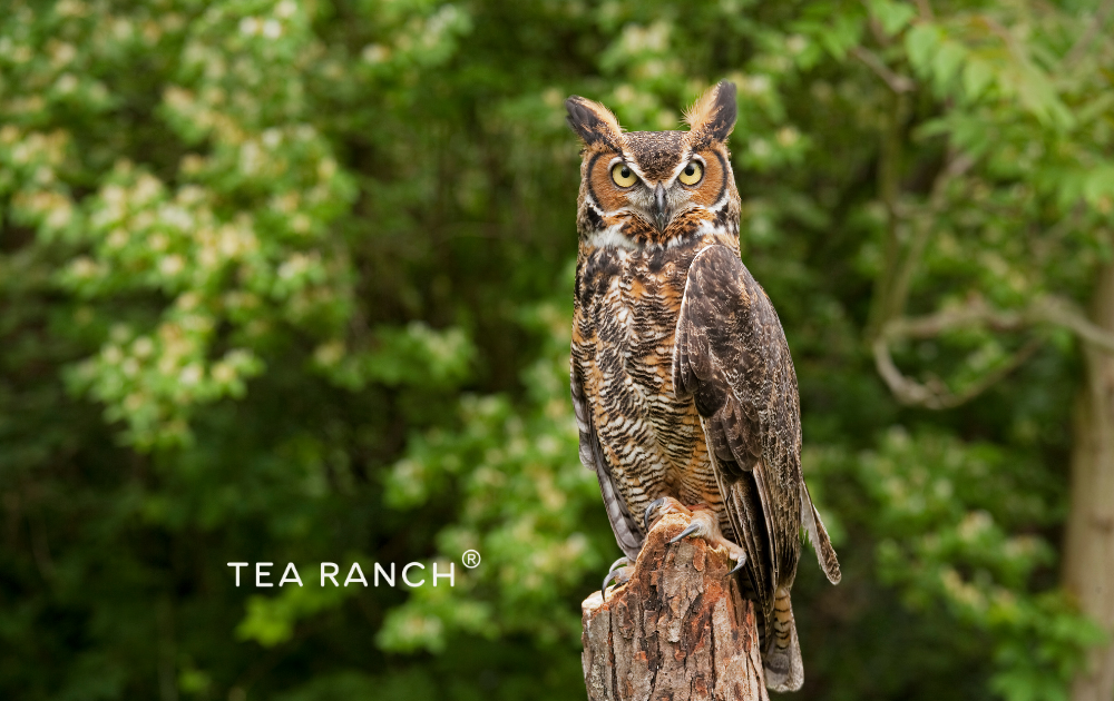 The Quiet Wisdom of Owls: What They Teach Us About Slowing Down