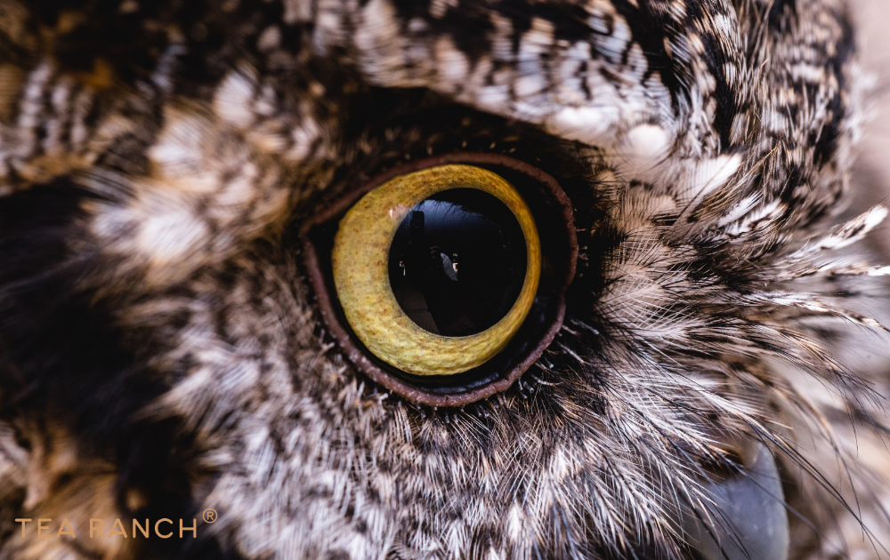 Close-up photograph of an owl's eye showcasing the remarkable vision, awareness, and quiet observation that make owls such fascinating birds.