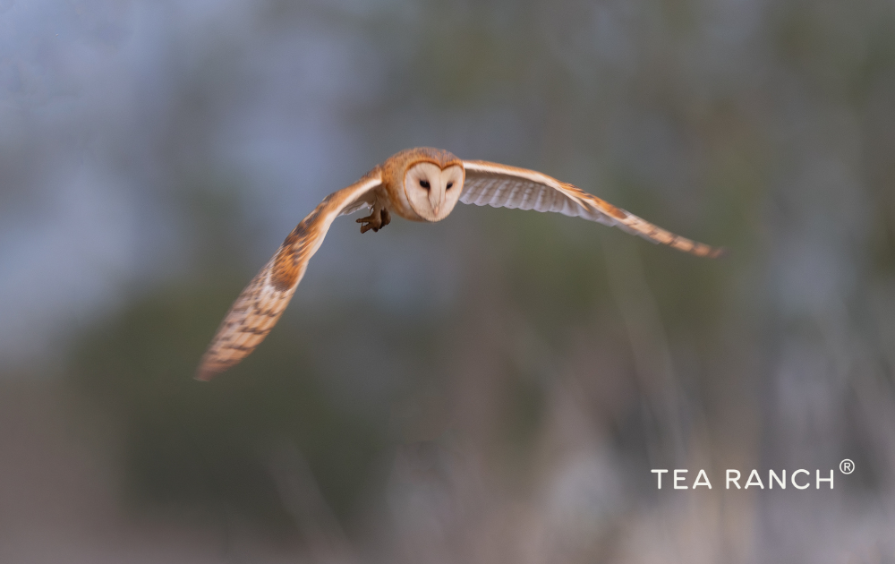 Barn owl flying silently through the evening air, symbolizing patience, focus, and the quiet wisdom found in nature.