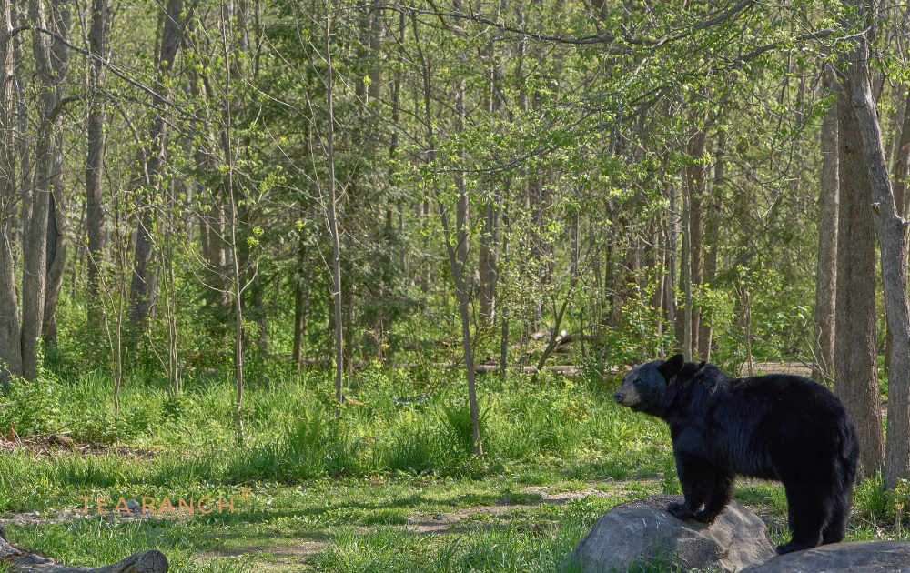 The Hidden Life of Bears Through the Seasons