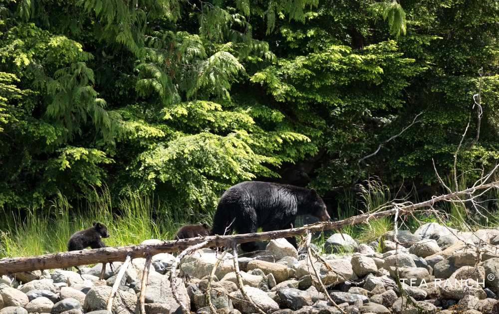 A female black bear gently guides her cubs through a lush spring forest, highlighting family bonds and seasonal wildlife behavior. Mother black bear leading her cubs through a lush spring forest after emerging from winter denning.