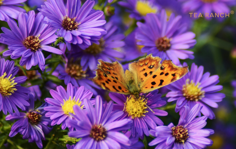Orange butterfly resting on vibrant purple wildflowers, illustrating the quiet beauty of slowing down and noticing nature's small moments.