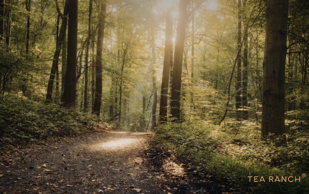 How Nature Helps Us Slow Down