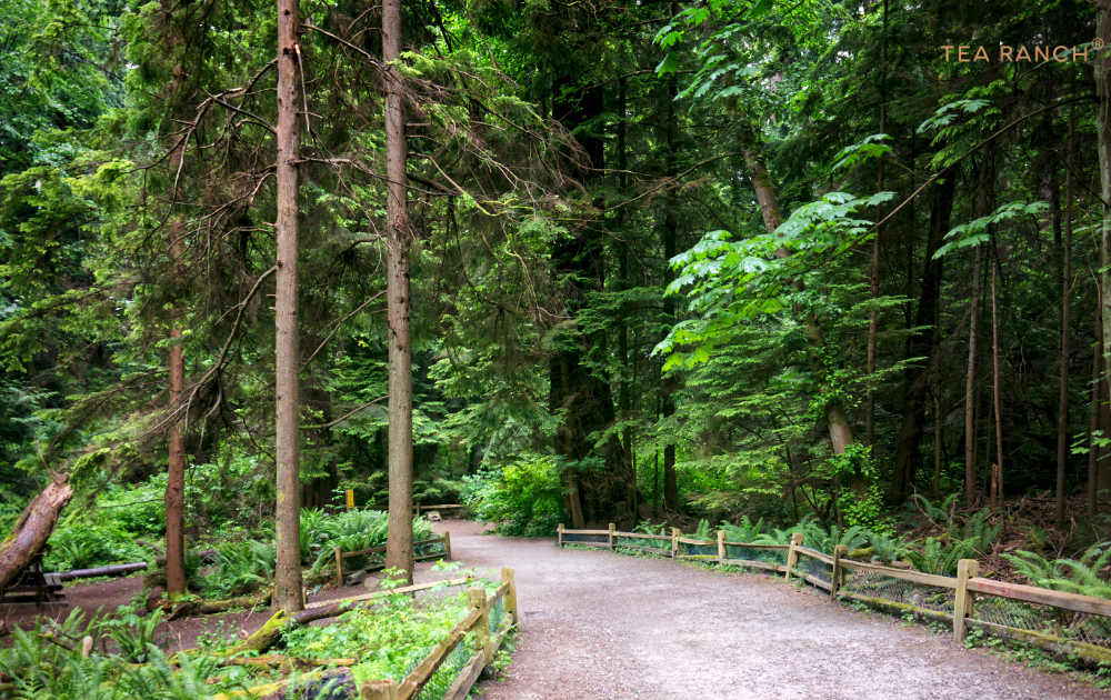 Quiet evergreen forest path disappearing into the woods on a peaceful autumn morning. Quiet evergreen forest path disappearing into the woods on a peaceful autumn morning.