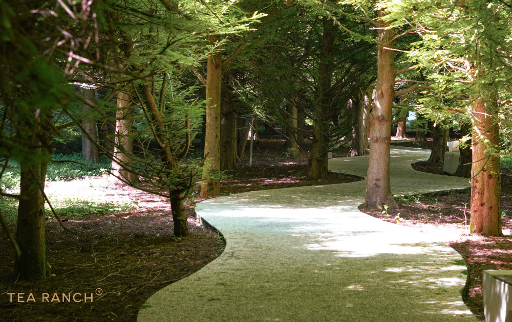 Forest Bathing: What It Is and Why Spending Time Among Trees Feels So Good