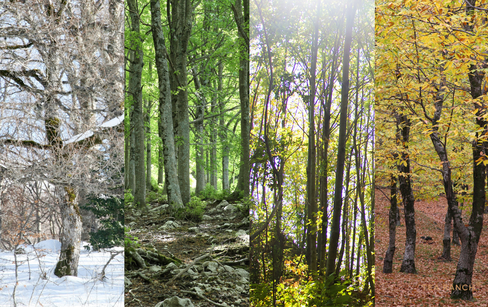 The Joy of Seasonal Living: What Nature Can Teach Us Throughout the Year