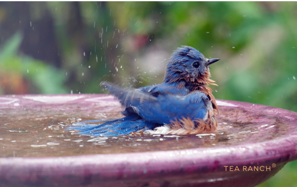 Bird Bathing in a Backyard Bird Bath to Stay Healthy and Cool Bluebird bathing in a backyard bird bath, demonstrating how a clean water source supports birds and creates a wildlife-friendly garden.