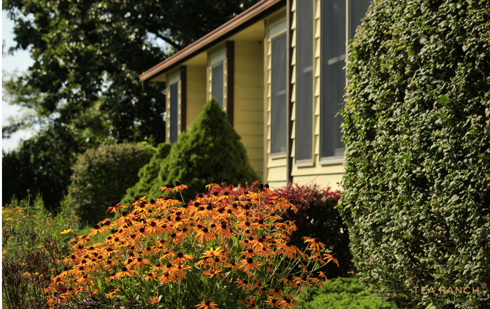 Native Plants Create a Beautiful Wildlife-Friendly Backyard Backyard garden with native flowering plants and shrubs providing food and shelter for birds, butterflies, bees, and beneficial insects.