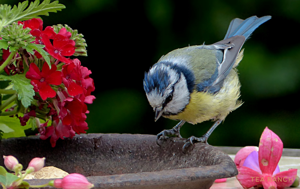 Creating a Wildlife-Friendly Backyard: Small Changes That Make a Big Difference