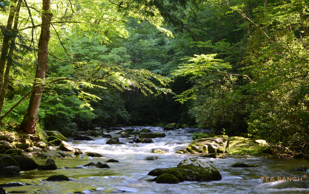 photorealistic editorial photograph of a crystal-clear woodland stream flowing gently over smooth moss-covered stones beneath towering pine and deciduous trees. Ferns, wildflowers, and fallen logs naturally frame the stream while soft beams of afternoon sunlight filter through the forest canopy. Small ripples sparkle in the water, creating a serene and inviting atmosphere. No people, bridges, or buildings. Rich natural colors, premium outdoor photography, magazine-quality composition. A peaceful woodland stream flowing through a moss-covered forest.