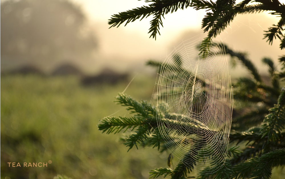 Learning to Notice the Small Things in Nature