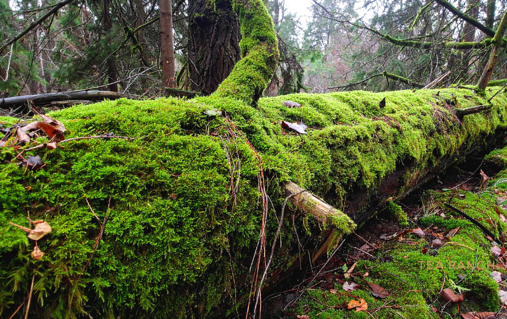 Moss-Covered Fallen Tree Reveals the Hidden Beauty of the Forest Floor Moss-covered fallen tree in a peaceful forest, highlighting the small natural details and textures often discovered during mindful nature walks.